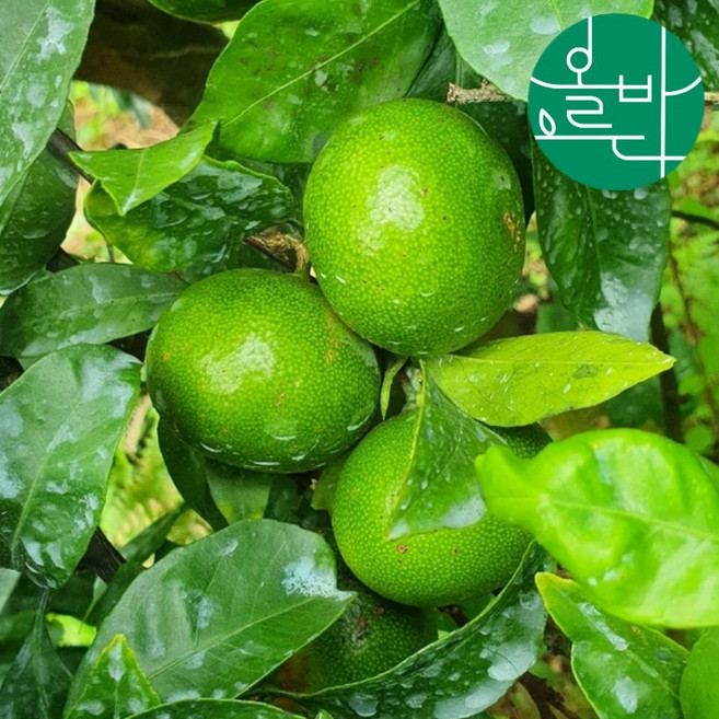 제주 유기농 청귤 5kg 풋귤 청풋귤 산지직송, 1개