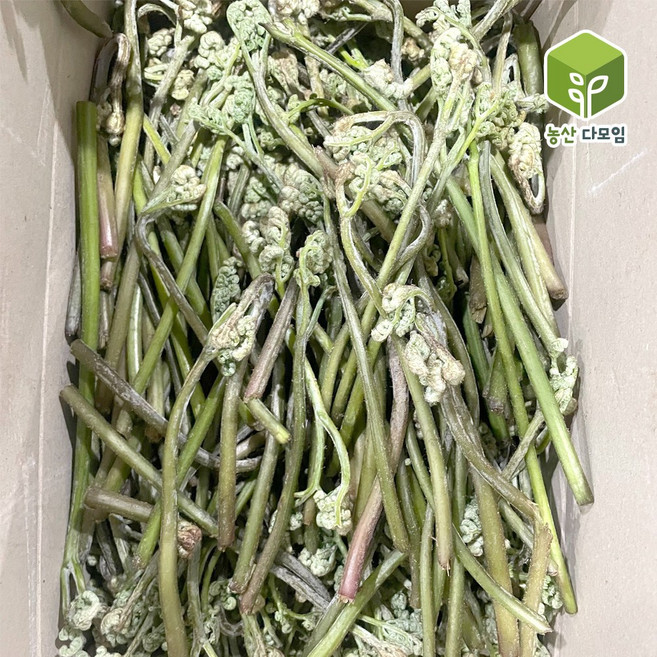 국내산 햇고사리 생고사리 4kg, 1개