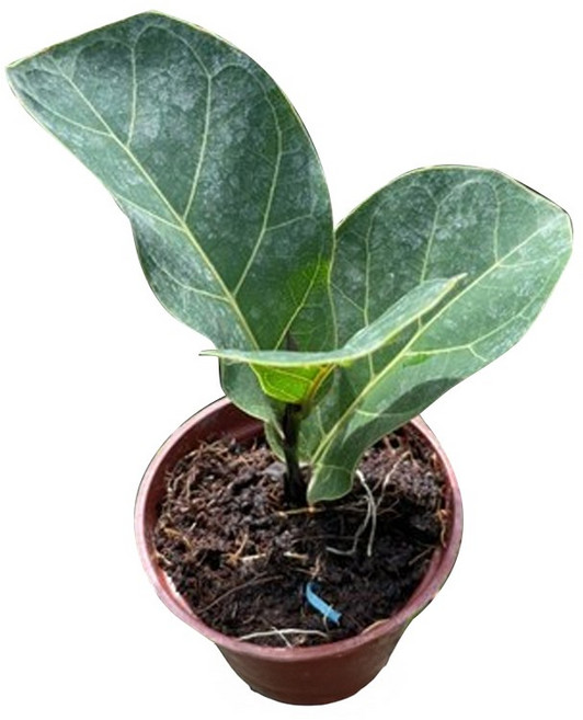 萬花叢 琴葉榕盆栽 3吋盆 喬木植物 室內綠植 療癒盆栽, 棕色, 1個