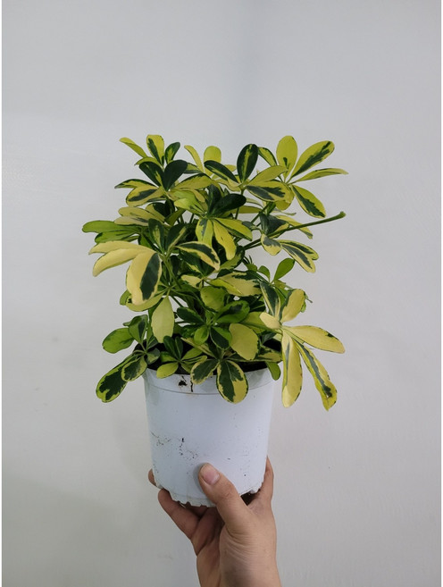 무늬가 화려한 무늬홍콩야자 중품 30~45cm 99