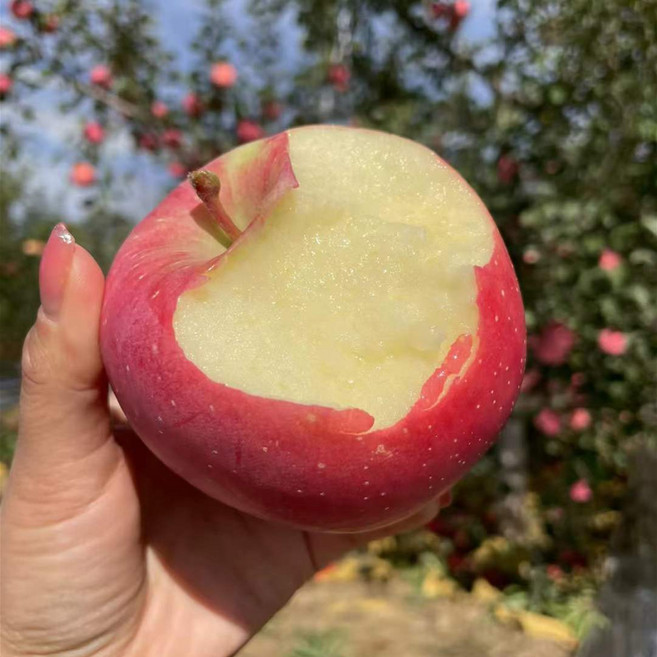 [한정특가] 고당도 경북 부사사과 꿀사과, 1개, 10kg