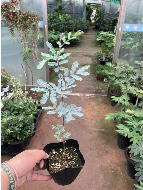 [근이네식물원] 자엽아카시아 소품, 1개