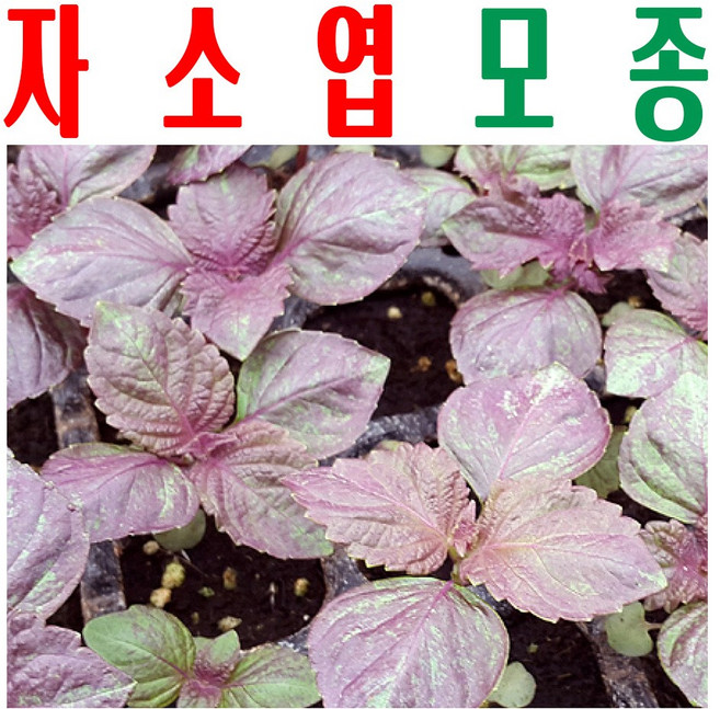 자소엽모종/ 자소엽종묘/ 차조기모종/ 지하 170m 청정수 깨끗한 물로 싹 틔움/ 미산농장, 자소엽(차조기) 모종 20포기 X1세트, 1개