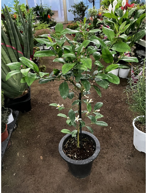 [근이네식물원] 오렌지레몬나무 레몬나무 중대품, 1개