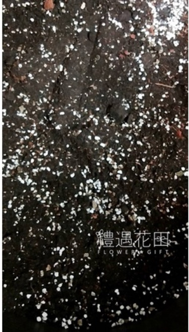 禮遇花田 透氣混合培養土 5公升, 1個