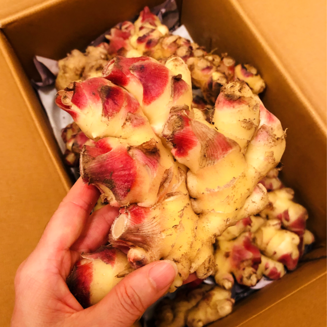 [싱싱다모아] 2025년 국내산 햇생강 흙 생강 1kg 5kg 10kg, 1개, ., A1. 생강 1kg