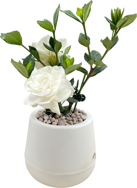 小品文化 梔子花盆栽, 白色盆子, 1個