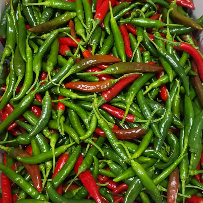 국내산 밀양 혼합 반홍 청양고추, 1세트, 5kg