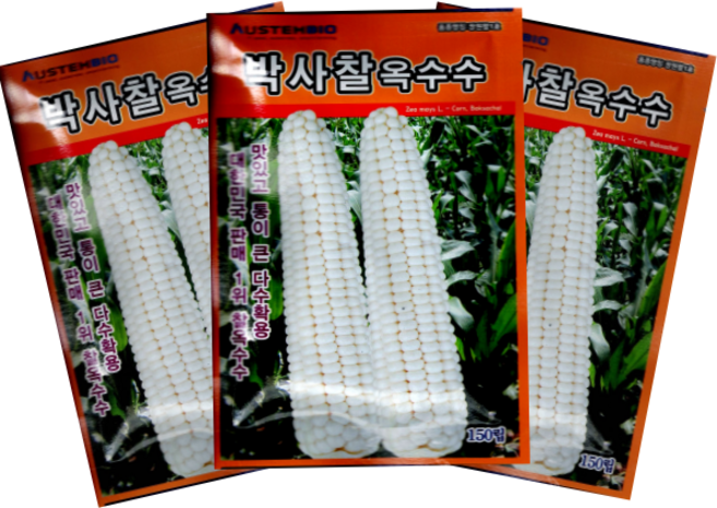 박사찰옥수수 찰옥수수씨앗 미백2호, 박사찰옥수수150립, 150개, 150립