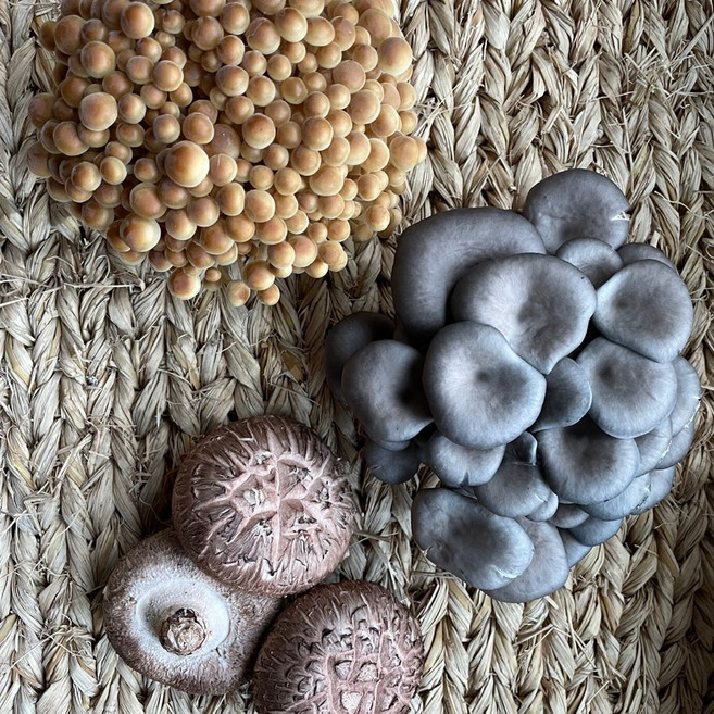 당일수확 강화도 버섯아일랜드 농장 직배송 생버섯, 3종 모듬버섯400g