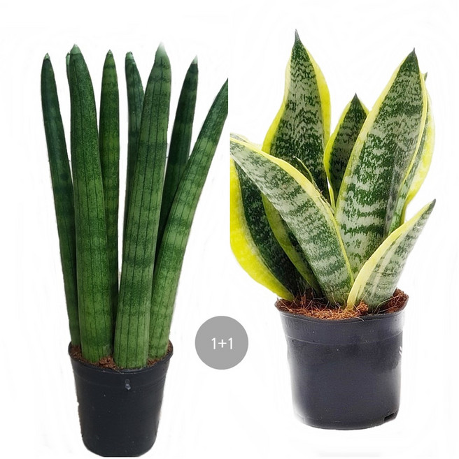 트리앤 1+1 금전수 /스투키 산세베리아 수퍼바, 02. 1+1 스투키20c7촉이상 + 수퍼바 1개, 1개
