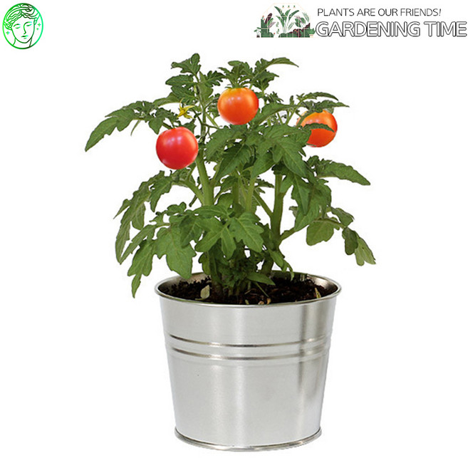 그로우캔 방울토마토 / 새싹기르기 화분재배 방울토마토키우기