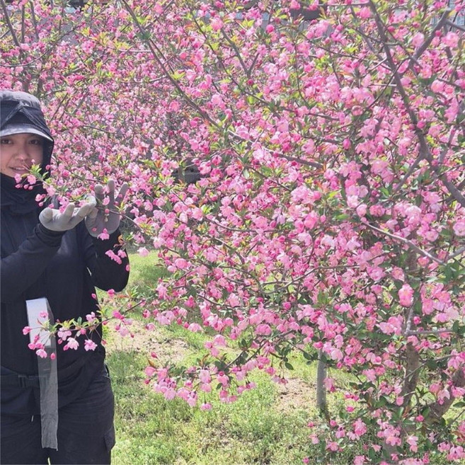 서부 해당화나무 묘목 개화가능 접목상묘 수사해당화 꽃나무, 서부해당화나무 특묘