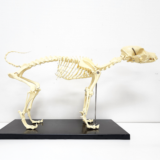 개뼈 모형 동물 골격 모형 수의학 동물병원 MDD-001, 1개
