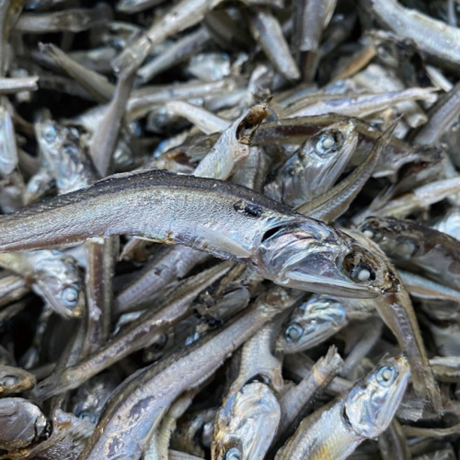 신건호멸치 조림/육수용 중멸치(상급) / 안주멸치 국물멸치, 500g, 1개