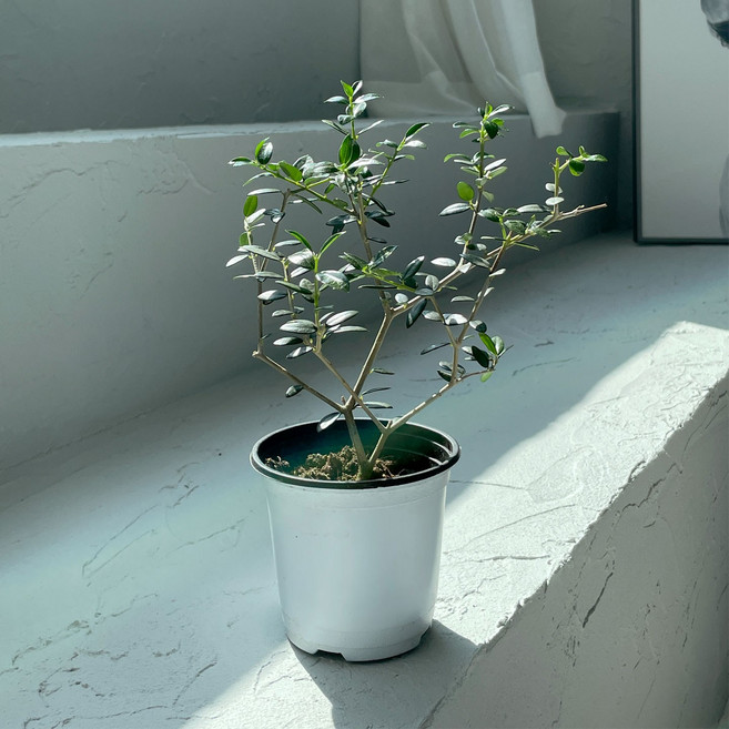 올리브나무 실내관엽식물 미니식물 소형 키우기쉬운식물 실내화초, 1개