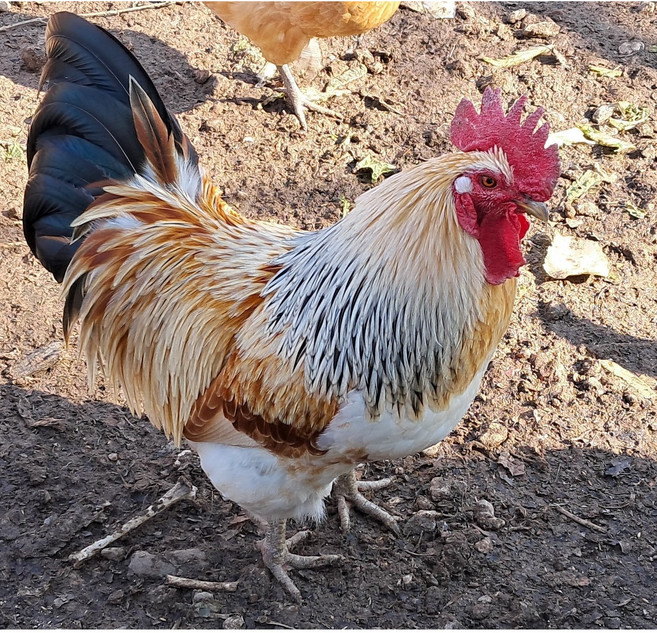 (부화용) 재래 토종닭 - 유정란, 30개