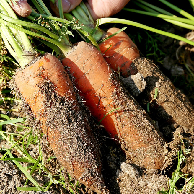 국산 경남 당근 세척 흙 햇 국내산 미니 주스용 2kg - 10kg, 1개, 국내산 햇 당근 2kg(중) 70-120g
