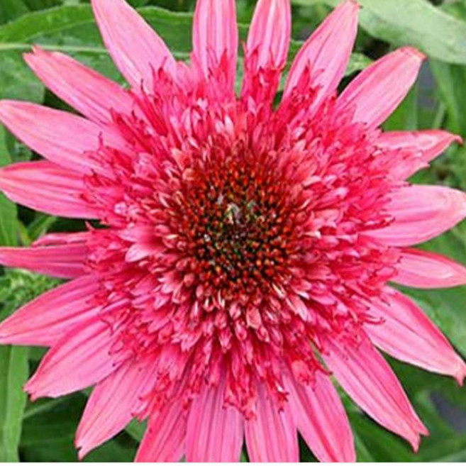 에키네시아 모종 (지디핑크)(노지월동 14cm포트 두개묶음 HK940