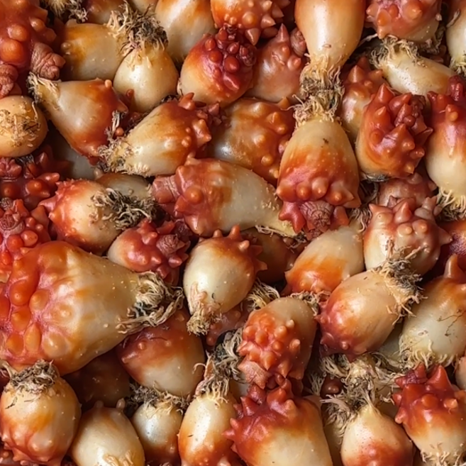 국내산 활 앵치멍게 2kg+1kg 총 3kg