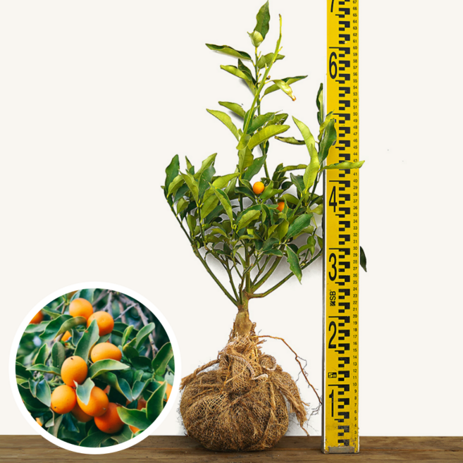 귤 나무 묘목 3년생 유실수 과실수 결실수 재배 키우기, 유라실생 1개