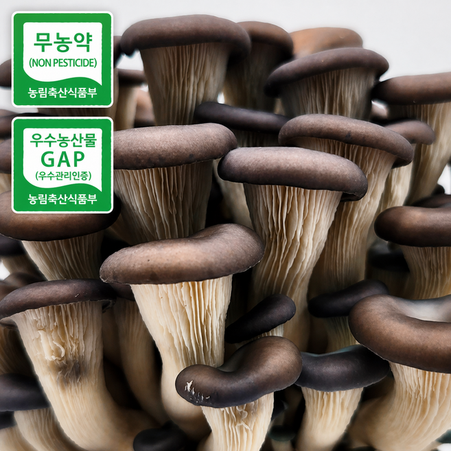 [인증마크보유] 국산 무농약 GAP 인증 느타리버섯 2kg 흑타리버섯 특품, 1박스, 2kg 특품