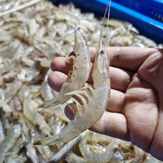 선주직송 여수 생물 중하새우, 1개, 1kg