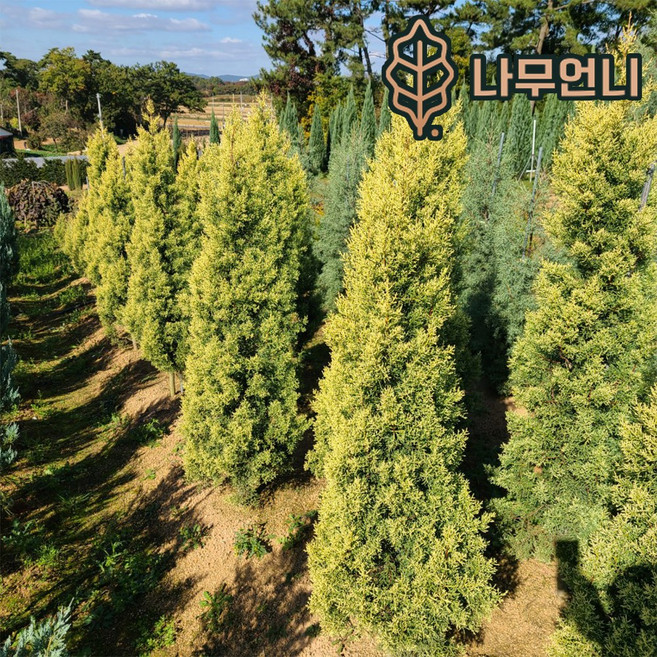 나무언니 썰퍼레아 썰프레아 묘목 1.5m, 1개