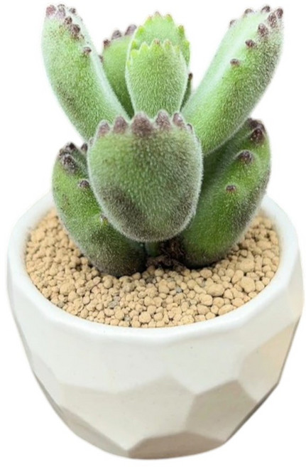 萬花叢 多肉植物熊童子 (療癒系 辦公室小物), 綠, 1個