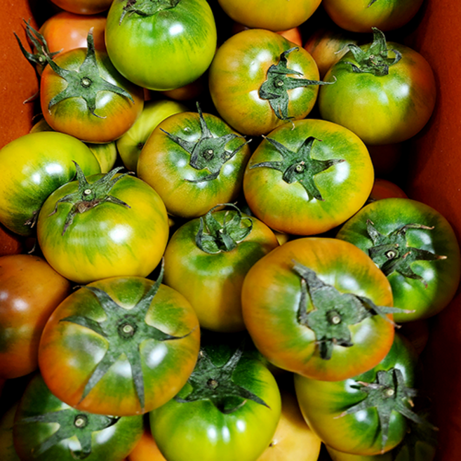 [오픈초특가]부산 대저 단짠단짠 짭짤이 토마토, 1세트, 2.5kg (대과-L)