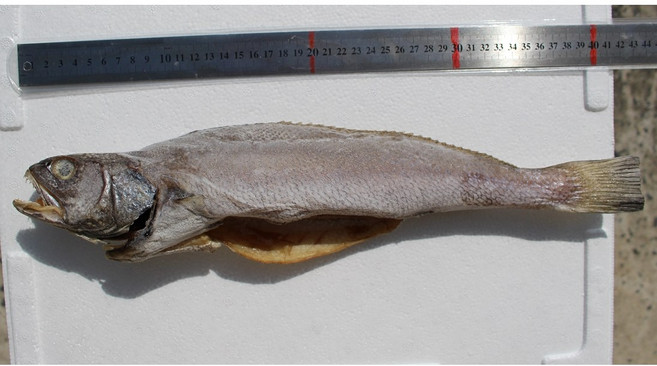 [목포/신안 특산] 제찬/이바지 해풍 반건조 민어 굴비(중대~특대) 위생건조, 1개