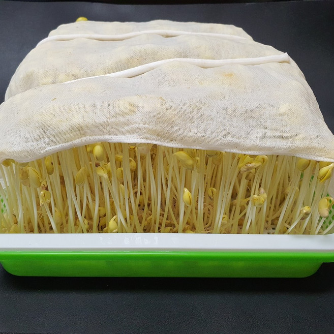 집에서 콩나물 키우기 세트 키트 보리싹 재배기 편리한 자동관수 저면관수 기르기 키우는 법, 재배기세트 (재배기+면포+심지+국산콩1회분), 1개