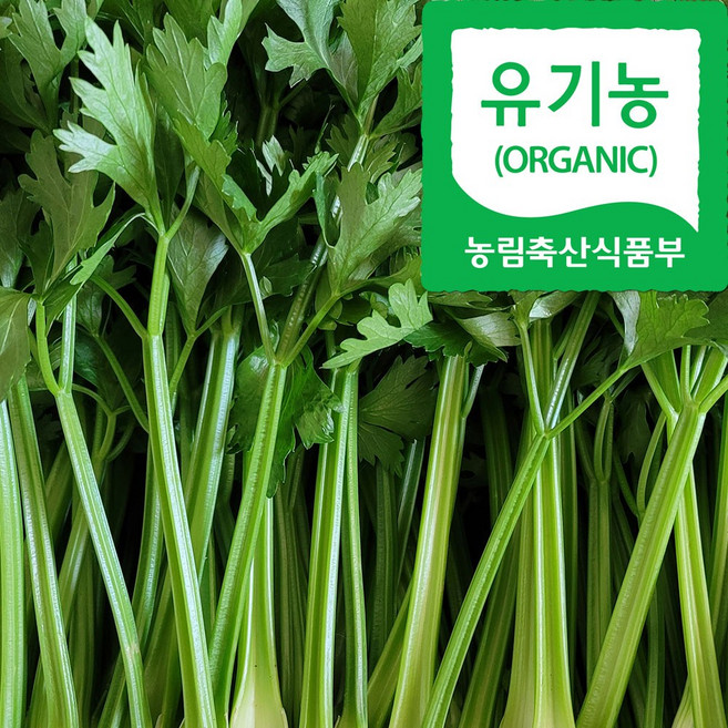 (자연마을) 강원 향긋한 유기농 베이비 샐러리, 500g, 1개