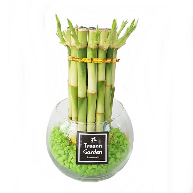 트리앤 1+1 푸딩병 개운죽 / 단지(1개) 아이비식물 테이블야자 천냥금 행운목 산데리아 홍콩야자 수경식물 수경재배, 87. 단지 원통 개운죽(연두) 1개, 1개