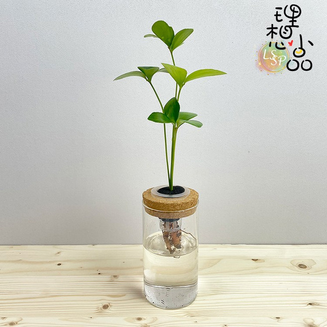 【理想小品】幸運樹 水耕盆栽 玻璃圓柱瓶 無土種植 觀葉植物, 幸運樹+玻璃瓶, 幸運樹+玻璃瓶