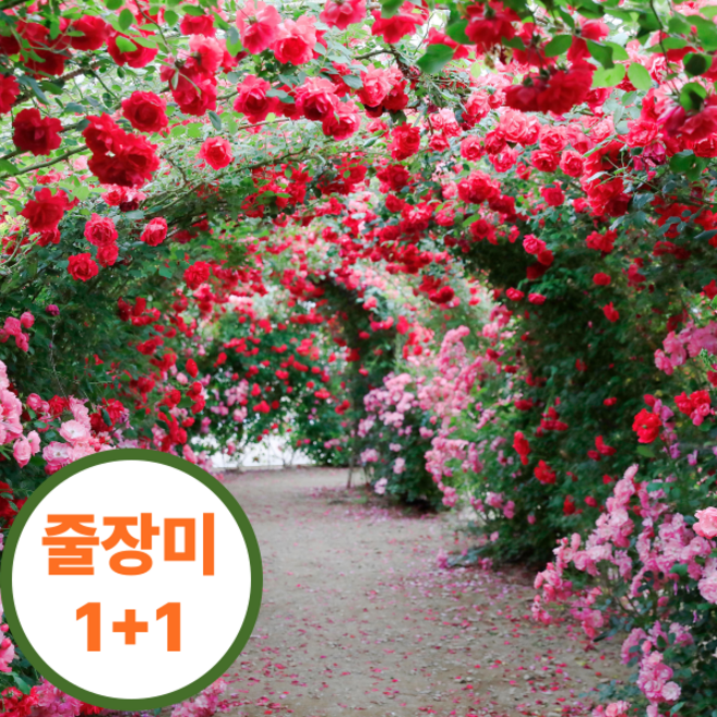 줄장미 1+1 사계덩굴장미 줄장미 나무 묘목 꽃나무 울타리 장미묘목, 스니왈츠