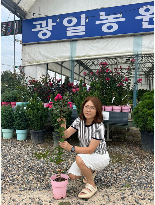 광일농원 핑크벨루어 백일홍나무 2년 화분 배롱나무