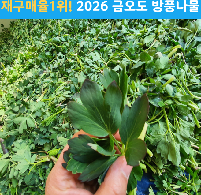 [2026햇수확] 여수 금오도 방풍나물 노지, 300g, 1개