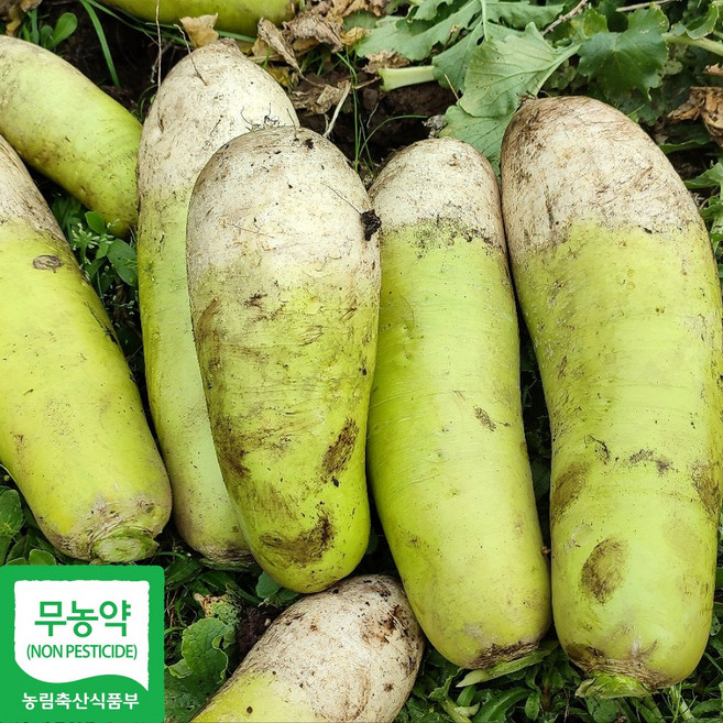 산지직송 제주 유기농 월동무 무우, 1박스, 월동무5kg