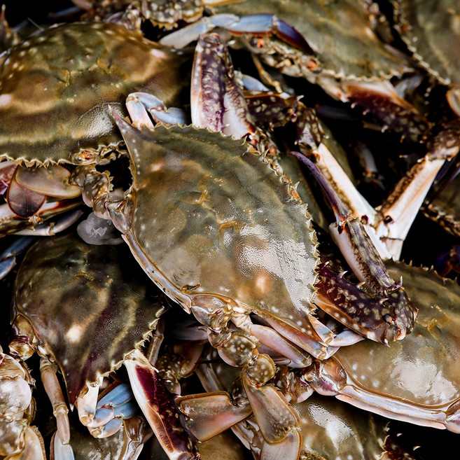 그대의밥상 당일조업 태안 신진도 빙장 활 숫꽃게, 1개, 1kg (3~5미)