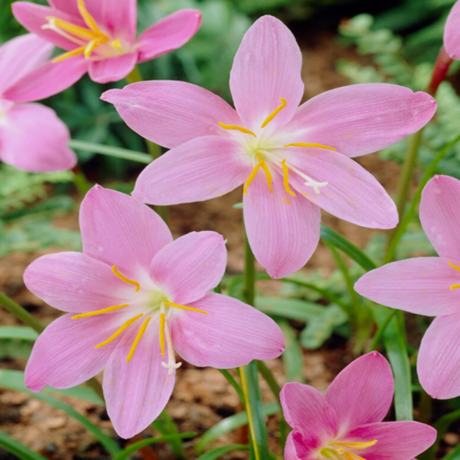 나도샤프란 '핑크' [2포트] (복남이네야생화 1포트당 3구식재 하브란서스 로부스터스 분홍 핑크), 1개