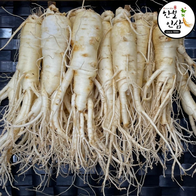 6년근 풍기 인삼 세척 수삼 인삼 황삼 풍기인삼시장 한보인삼사, 1개, 1kg