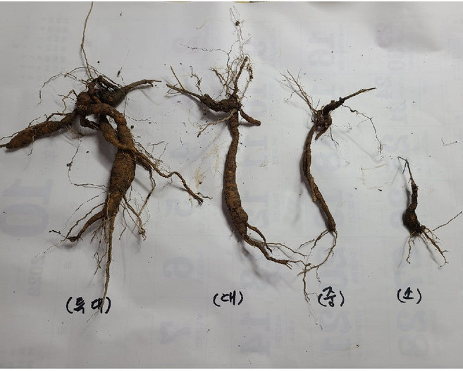 (원진약초농원) 2년생 백하수오모종 10주/백하수오종근/백하수오뿌리, 소묘, 1개