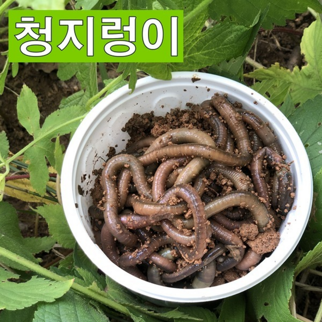 산지렁이 청지렁이 장어 낚시용미끼 살아있는 지렁이(생물 반품 교환불가), 1개