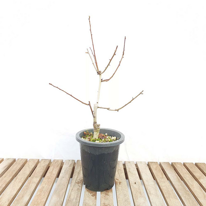 경탄 산사 나무 열매 꽃 묘목 소형 분재 책상 화분 반려 식물 키우기, 1개