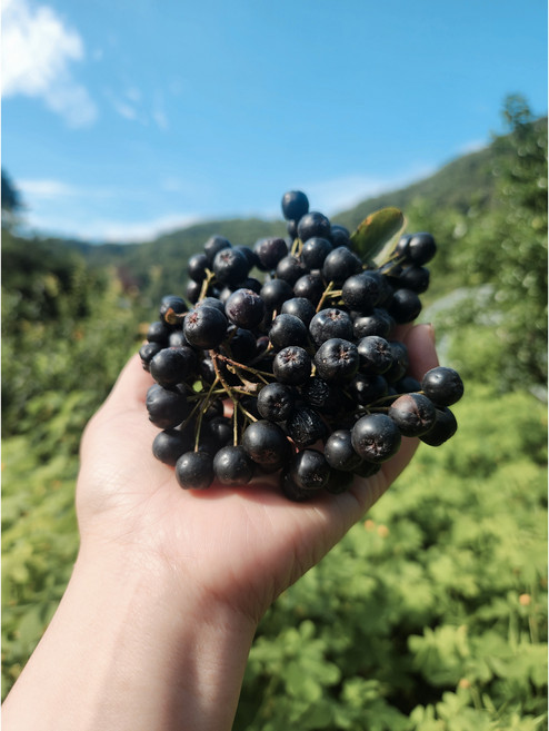 [서기네농장] 2025년 햇아로니아 국내산 최상품 특품 냉동 아로니아, 1개, 특품10kg(줄기제거)