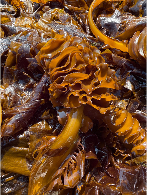 심해랑 자연산 돌미역, 150g, 1개