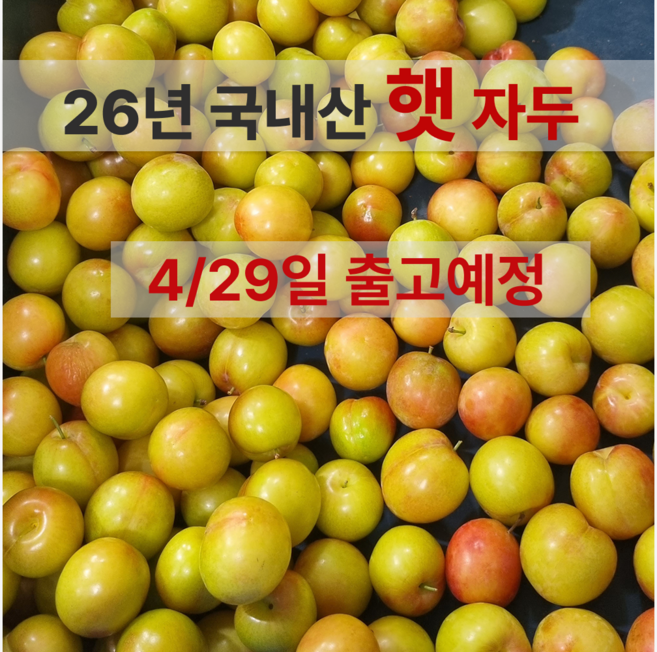 [4/29일 출고예정임박] 고당도 햇 하우스 자두 경북 산지직송, 1박스, 중과 / 300g x 5팩 (팩당 4-6과)