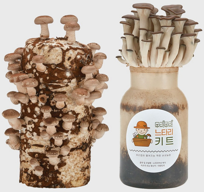 무럭무럭 표고버섯+느타리버섯 키우기 키트 집에서 표고 느타리 키우기, 1개