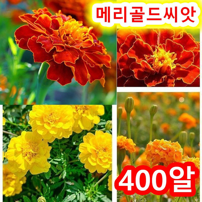 메리골드씨 꽃씨 식용꽃씨앗모음, 400개
